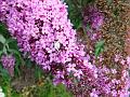 2011-0709-1440_Buddleia_19,7C